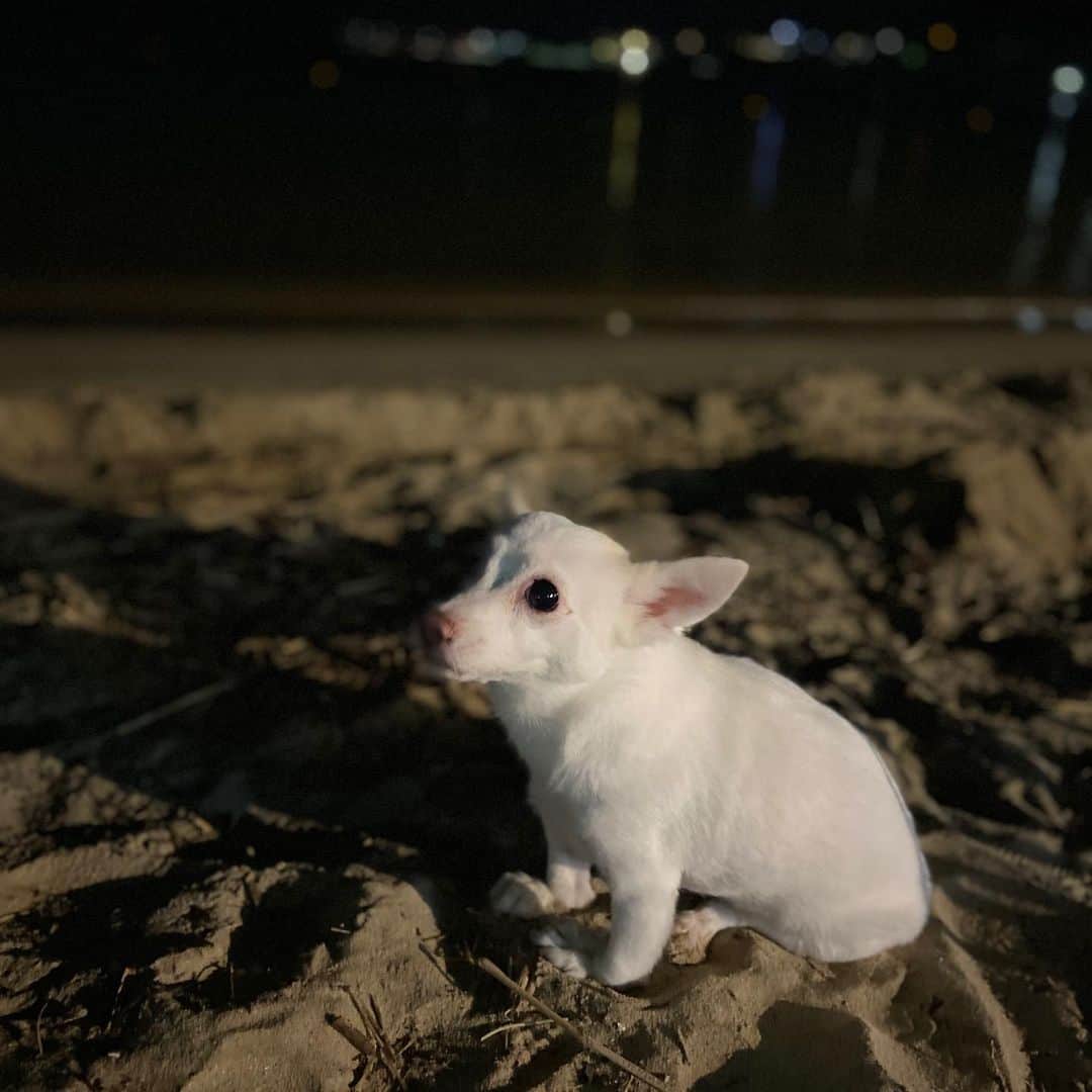 奥菜恵のインスタグラム：「동네 사람들 우리 예쁜 설기 좀 보세요!!!! 🐕 #우리개좀봐주세요」