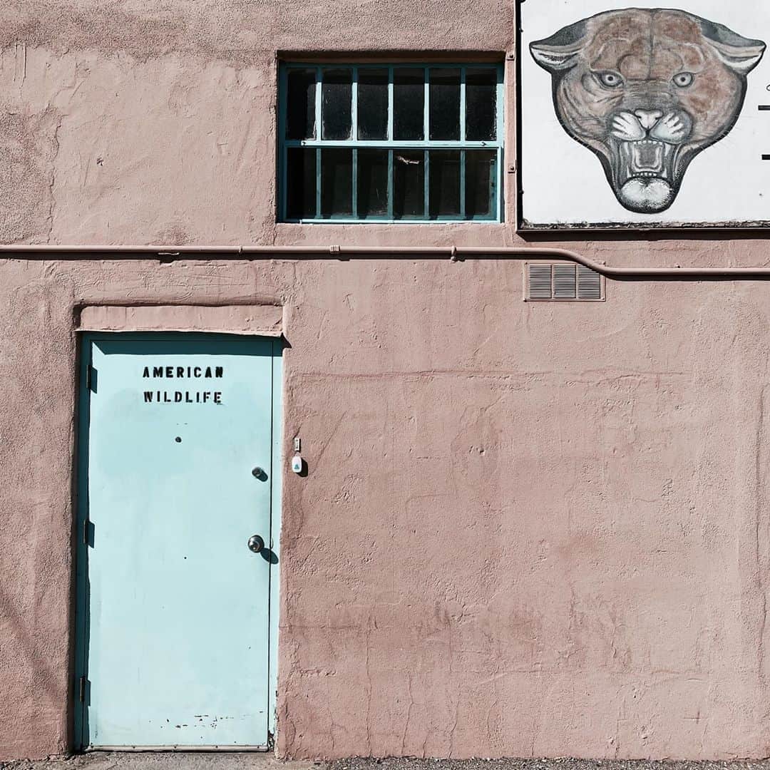 マイロ・ヴィンティミリアのインスタグラム：「American Wildlife. ABQ, NM. MV」