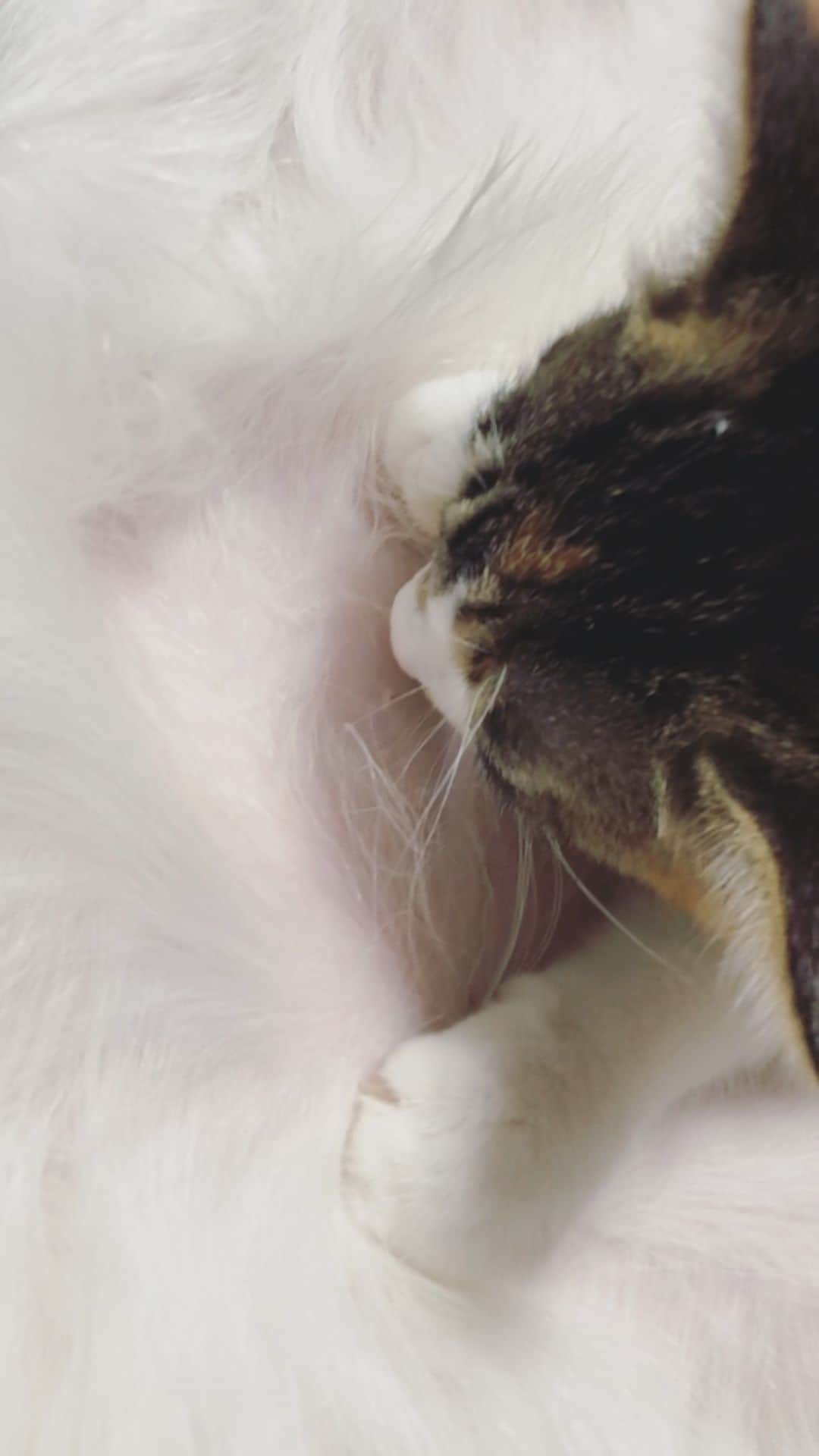 juntowaのインスタグラム：「猫じゃ無いし♂だよ。  #誰でも良い #ただ吸いたいだけ」