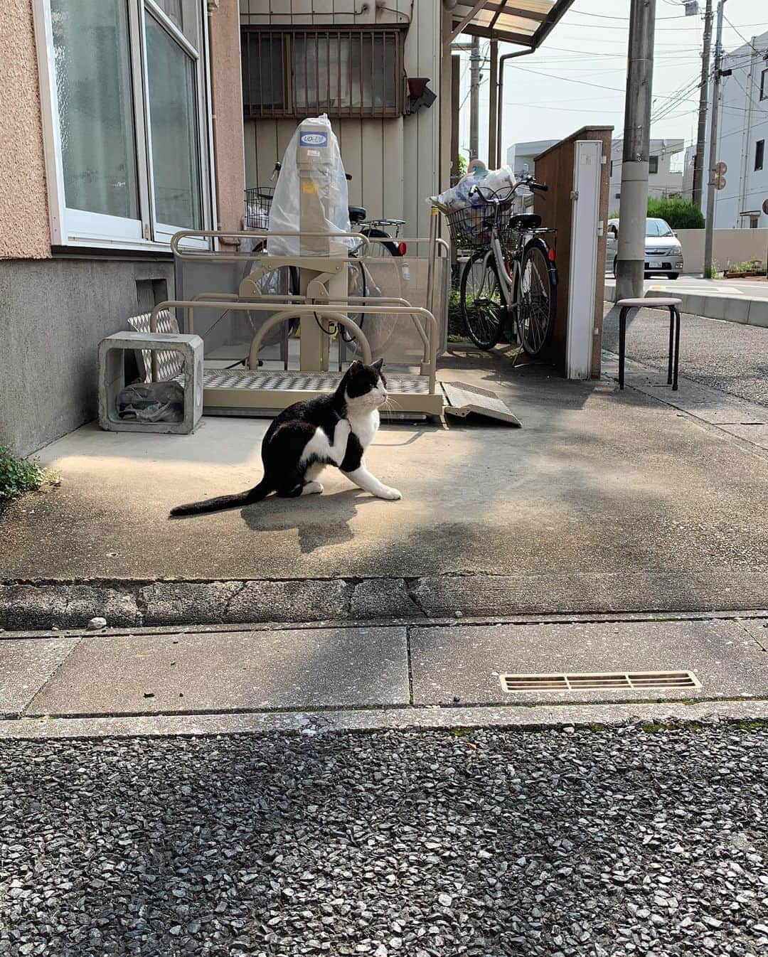 Kachimo Yoshimatsuさんのインスタグラム写真 - (Kachimo YoshimatsuInstagram)「おはようイカスミ。 Good Morning Ikasumi 今日も暑いよ！ It's hot today too!  #うちの猫ら #ikasumi #sotononekora #猫 #ねこ #cat #ネコ #catstagram #ネコ部 http://kachimo.exblog.jp」8月9日 13時03分 - kachimo