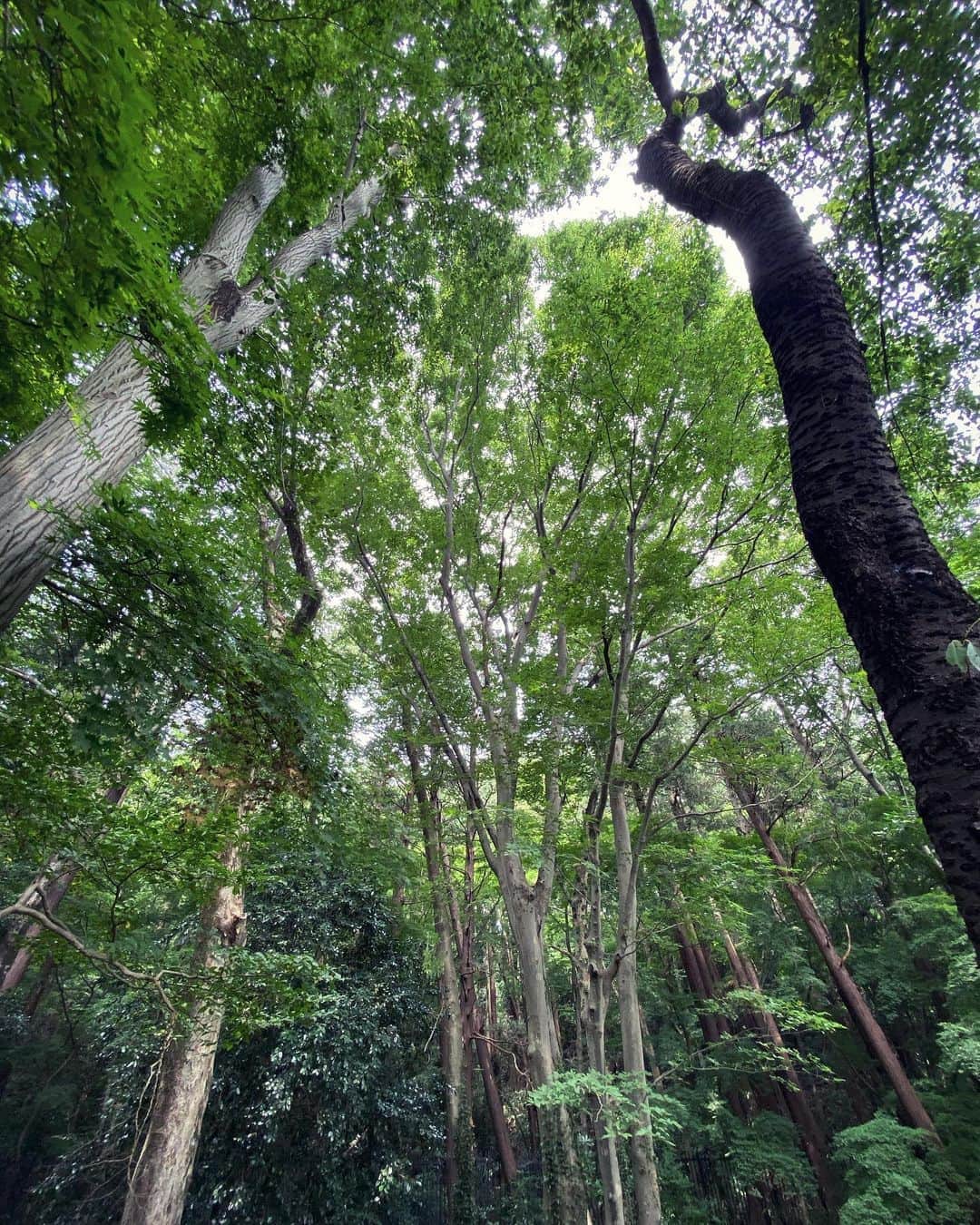 内山理名さんのインスタグラム写真 - (内山理名Instagram)「🅕🅞🅡🅔🅢🅣 🅑🅐🅣🅗🅘🅝🅖.. ・ 夏の音🌿🕊 ・ #forestbathing  #shinrinyoku #tokyo」8月9日 13時14分 - rinauchiyama_official