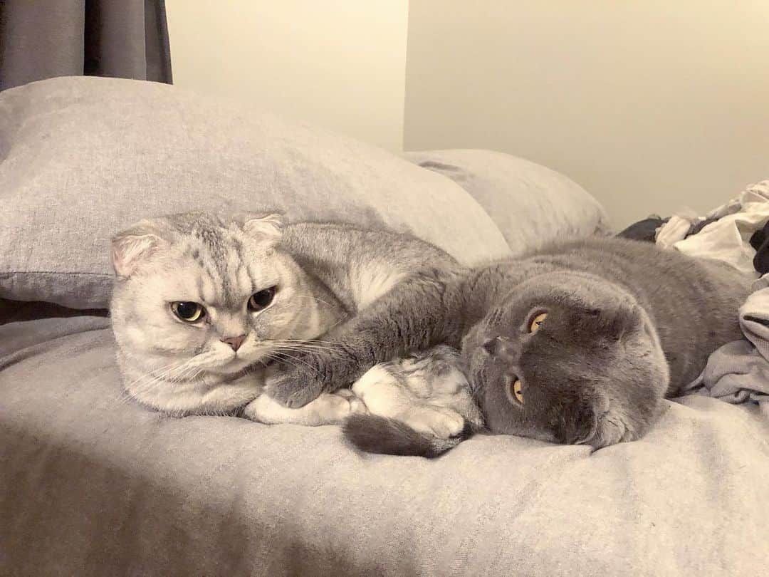 のインスタグラム：「Do you ever get that problem where it just seems that your bed is just too small? #lifeproblems #catissues」