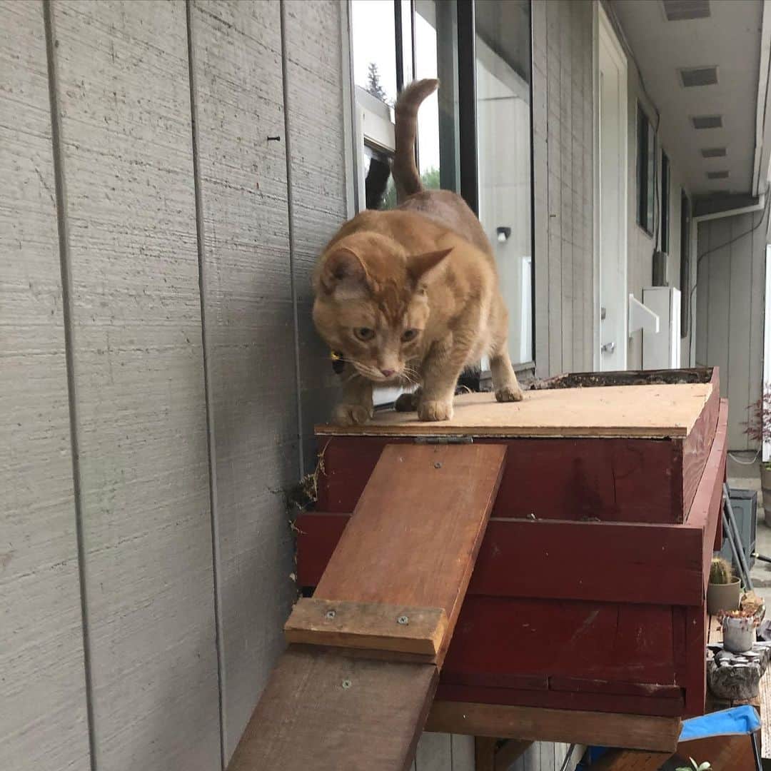 Snorri Sturlusonさんのインスタグラム写真 - (Snorri SturlusonInstagram)「After several weeks, Snorri took his first steps outdoors today at his new house under supervision. We want to keep him safe and this large property has lots of nooks and crannies that required inspection before letting him out. He is a cat door/cat ramp specialist, master gardener, and a savvy outdoorsman. Today he helped me water the chili peppers and rolled in a dust pile before being summoned back inside. Tomorrow is a new day! #catsofinstagram #snorrithecat #kleptokitty #catburglar #pnw #oregon #hillsborooregon」8月9日 13時13分 - snorrithecat