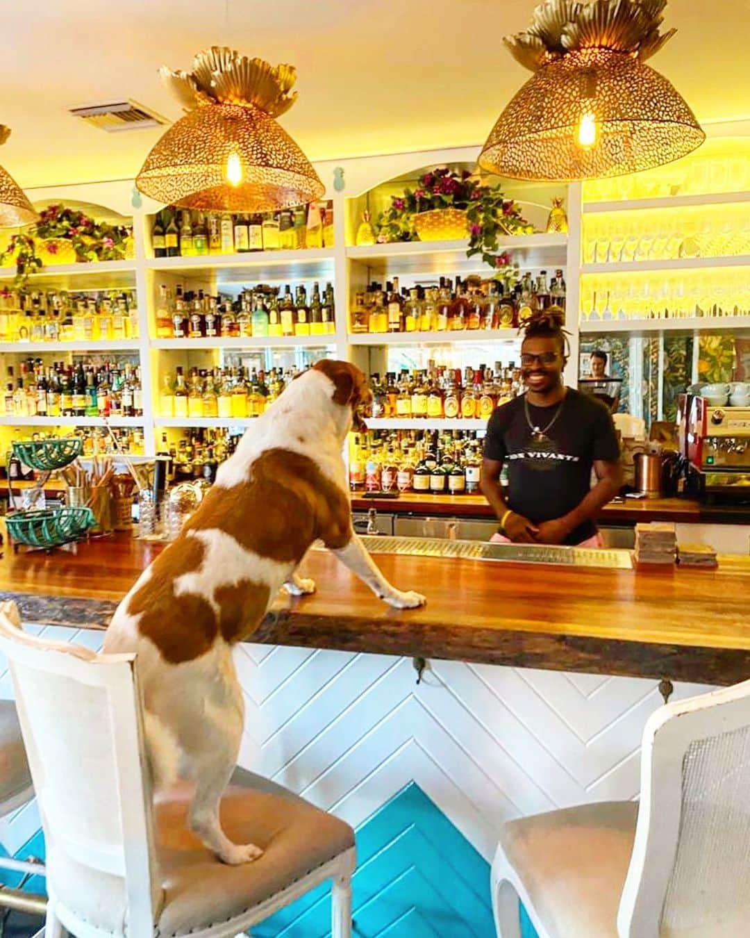 パンプキンのインスタグラム：「🐶”Make it a double, it’s been one  hell of a day... I mean year.” The Bahamas is currently in another lockdown and so we are dreaming of the day’s when we can do this again. Check out @bonvivantsbahamas insta stories to see what trouble these pups got up to #dogsofinstagram #staysafe #bahamasstrong」