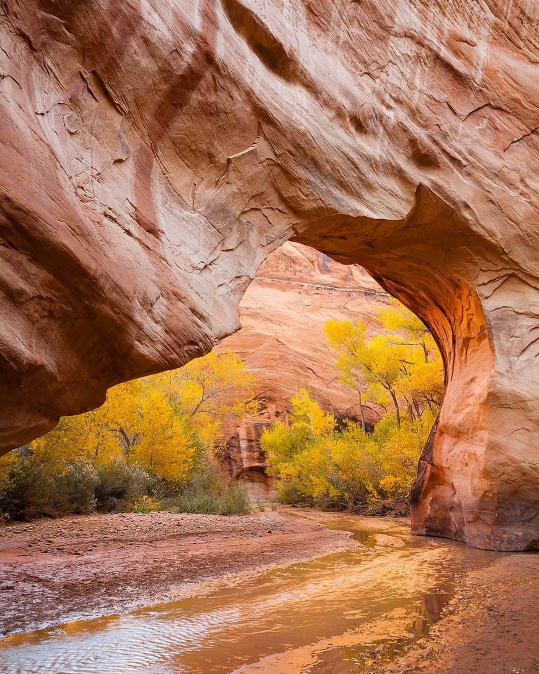 National Geographic Travelさんのインスタグラム写真 - (National Geographic TravelInstagram)「Photo by @stephen_matera  Cottonwood trees in autumn colors are seen through a sandstone arch in Grand-Staircase Escalante National Monument, Utah. Cottonwoods are a common but beautiful sight along riparian zones in the Southwest. Follow me @stephen_matera for more images like this from Utah and around the world. #desert #fremontcottonwood #sandstone #grandstaircaseescalante #GSENM」8月9日 5時06分 - natgeotravel
