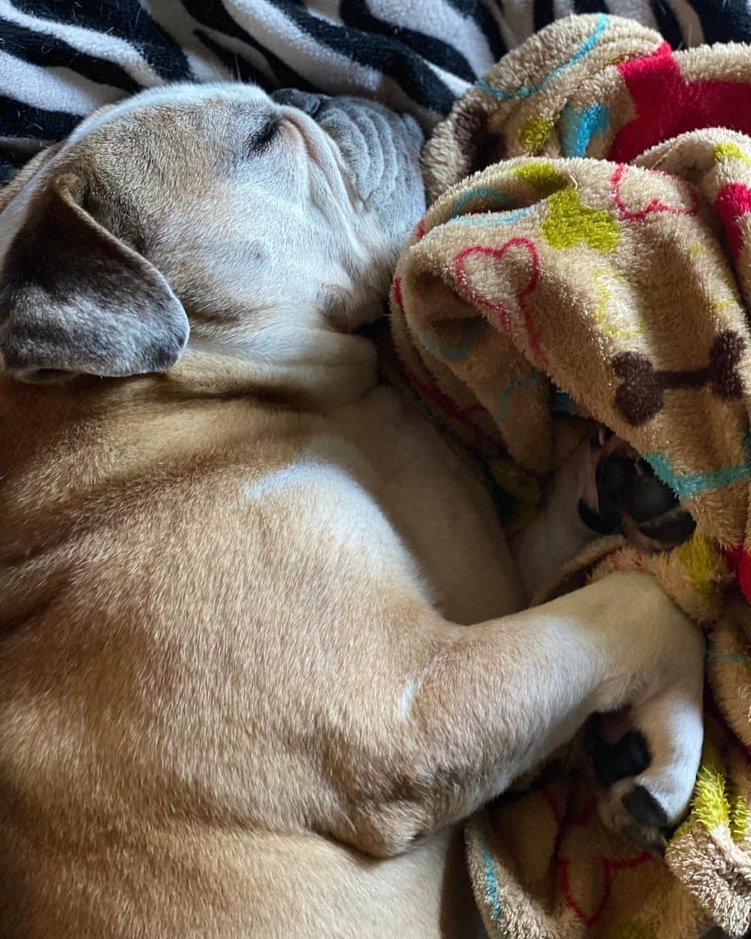 ティナ・マジョリーノのインスタグラム：「A boy & his blankie. 💙 #Saturday #StanimalTheAnimal」