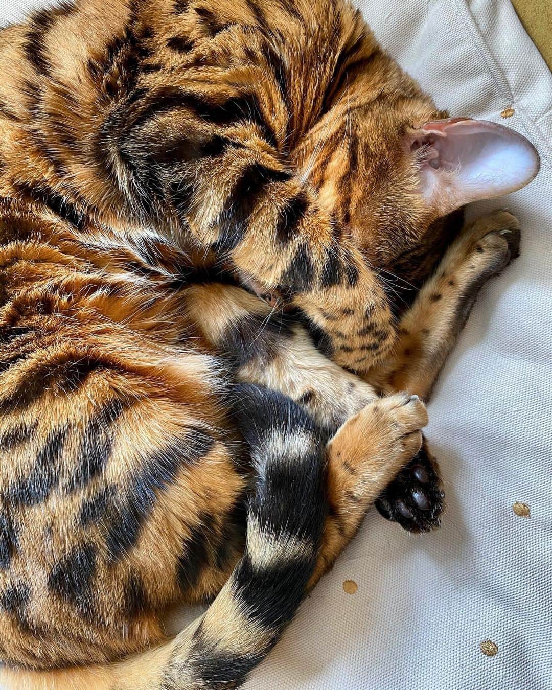 Celeb Bengal Cat · Simbaのインスタグラム：「Good #bengal night 🐯」