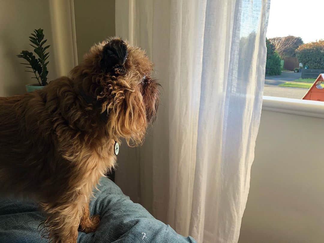 Digby & Aloのインスタグラム：「The king is surveying his kingdom 🤴」
