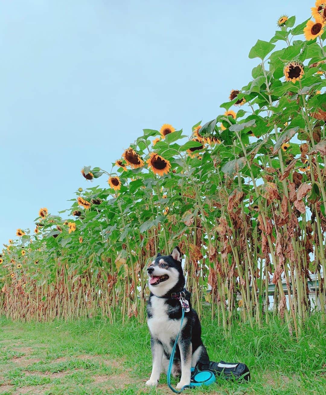くろさんのインスタグラム写真 - (くろInstagram)「朝んぽ🌻 #向日葵 #ひまわり #sunflower #向日葵🌻 #ひまわり🌻 #sunflower🌻 #向日葵と犬 #ひまわりと犬 #sunflowerdog #kuroshiba #blackshiba #shibainu #shibastagram #instadog #dogstagram #柴犬 #黒柴 #黑柴 #いぬら部 #ふわもこ部 #柴犬部 #モフモフ生命体 #柴犬のいる暮らし #柴犬のいる生活 #柴犬と一緒 #わんこのいる暮らし #わんこのいる生活 #わんこと一緒 #わんダフォ #わんだふるJapan」8月9日 6時06分 - m6bmw