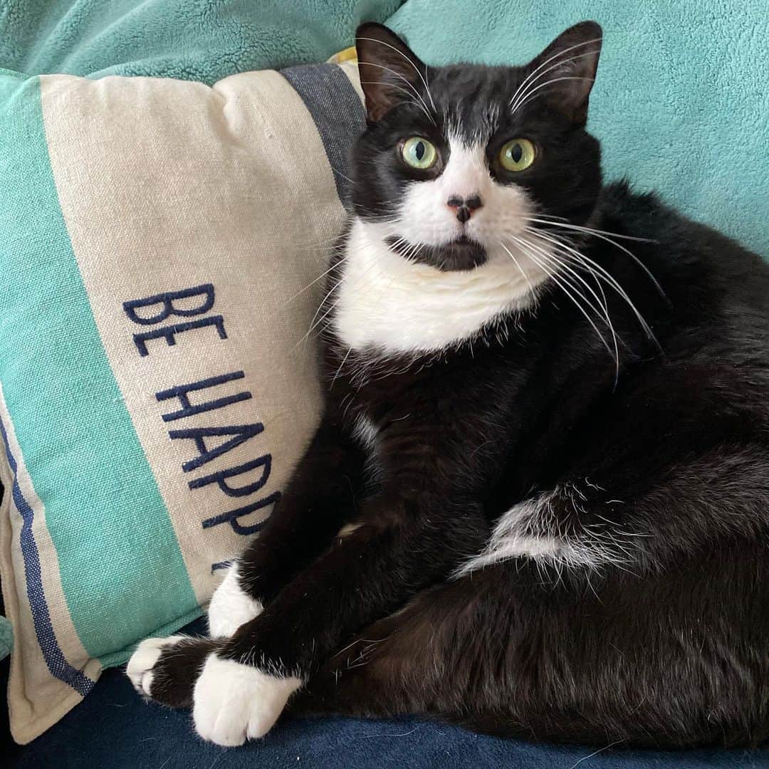 Tuxedo Cat Brosのインスタグラム：「Take a cue from Jack. Relax and BE HAPPY. 😎」