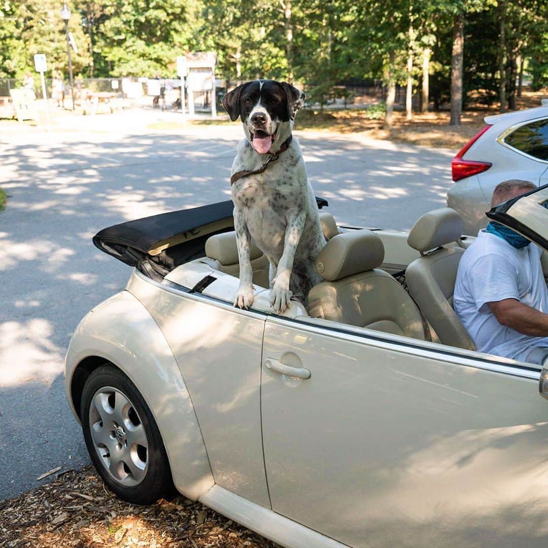 The Dogistさんのインスタグラム写真 - (The DogistInstagram)「Journey, Great Pyrenees/German Shorthaired Pointer mix (2 y/o), Falmouth Dog Park, Falmouth, MA • “She rides in a convertible. A Beetle.”」8月9日 7時19分 - thedogist