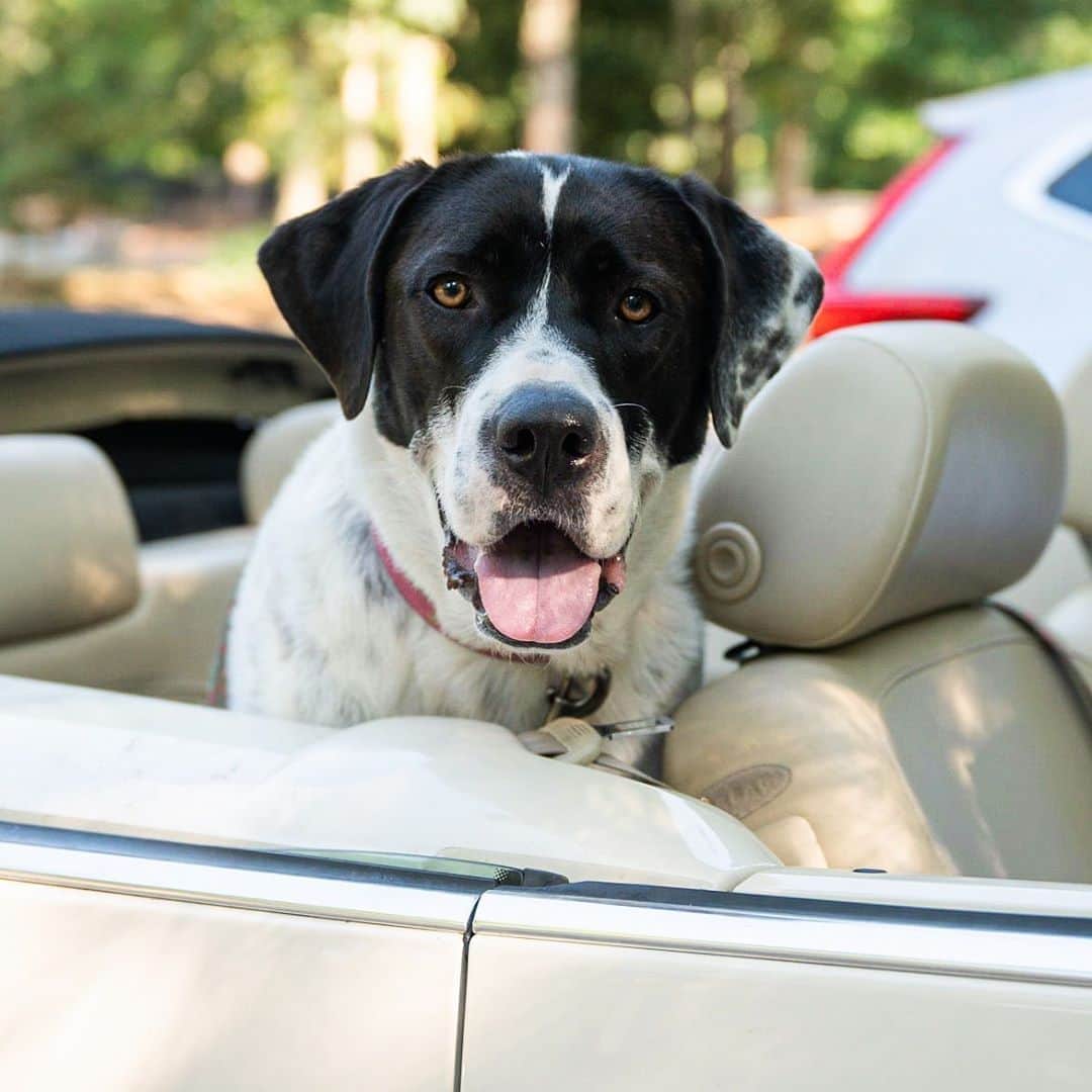 The Dogistさんのインスタグラム写真 - (The DogistInstagram)「Journey, Great Pyrenees/German Shorthaired Pointer mix (2 y/o), Falmouth Dog Park, Falmouth, MA • “She rides in a convertible. A Beetle.”」8月9日 7時19分 - thedogist