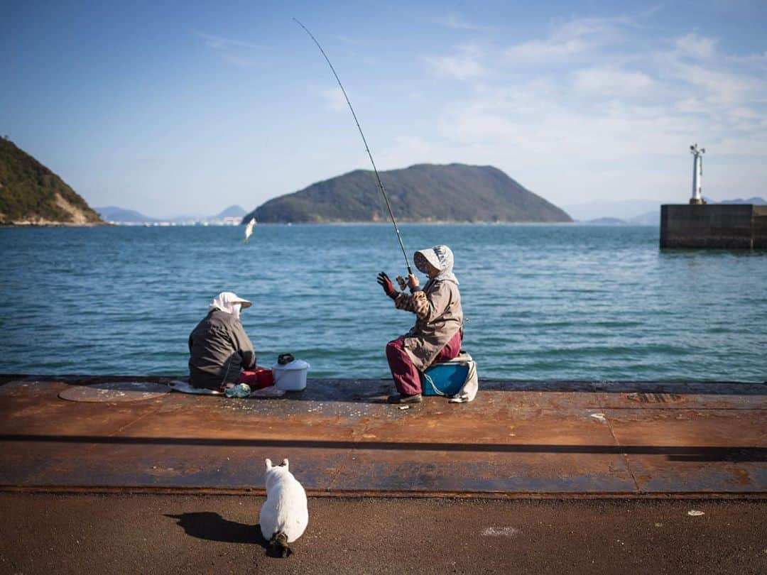 8282さんのインスタグラム写真 - (8282Instagram)「過去pic2018 ・ ・ ・ #JSCP展 #池袋ねこ写真展 #僕らの居場所は言わにゃいで #カワイイだけが猫じゃない #cat#animal#gato #ねこ#猫#東京カメラ部 #IGersJP#nekoclub#NEKOくらぶ #catlover#catloversclub #写真撮ってる人と繋がりたい ・ ☆非演出のススメ☆」8月9日 7時52分 - haniyan0821