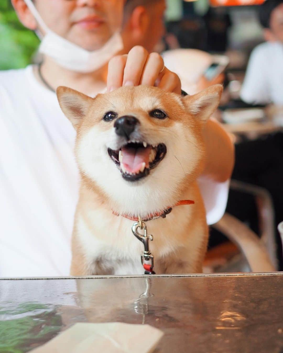 豆柴にこちゃんさんのインスタグラム写真 - (豆柴にこちゃんInstagram)「🐶 おはよー 昨日の川遊びの後は井の頭公園内の #ペパカフェフォレスト で遅めの昼ごはん🍚 . トムがよそ見してるから、 にこが空芯菜炒めの汁、 ペチャペチャ舐めてた😵 . その後はいつも行列ができてる かき氷屋さん　#氷やぴぃす　へ。 . 店内は予約終了しててテイクアウトならokで テイクアウト用の部屋で食べれるとのことで 塩キャラメルかき氷をオーダー🍧 . 店員さんが全員犬好きで すごいにこをかわいがってくれて 通路で待ってる間、 ミルク入り氷をにこにもくれた❣️ . それで店員さんの知り合いみたいな かわいらしい女の子👩‍🦰も、 かわいいー💕って店内から にこを見にきてくれたのですが、 その子はなんとフィギュアスケートの 村上佳菜子さんでした👀✨ . 映ってないですが10枚目の動画の時に 私の隣にいらっしゃいます😆 （「名前は？」って声が佳菜子さん） . 全然気付かず、店員さんに 後から聞いて知りました❣️ にこと一緒に写真撮って貰えばよかった😵 . . どうでもいいけど、 トムは夜ご飯控えめダイエット中で、 3キロ痩せたそうです。 でも結婚してから10キロ太ってるから あと７キロ痩せて欲しいです。 わたしはあまり料理してないので… 幸せ太りではありません😆 . #柴犬#豆柴#pecoいぬ部#犬#shibastagram#petstagram#犬#犬のいる暮らし#shibainu#dog#mameshiba#pecotv#いぬのきもち部#しばいぬ#しばけん#こいぬ#シバイヌ#狗#ペット#子犬#puppy#pet#시바견#강아지#개#instacute#barked#9gag#9gagpets」8月9日 8時25分 - nikochan.mame48