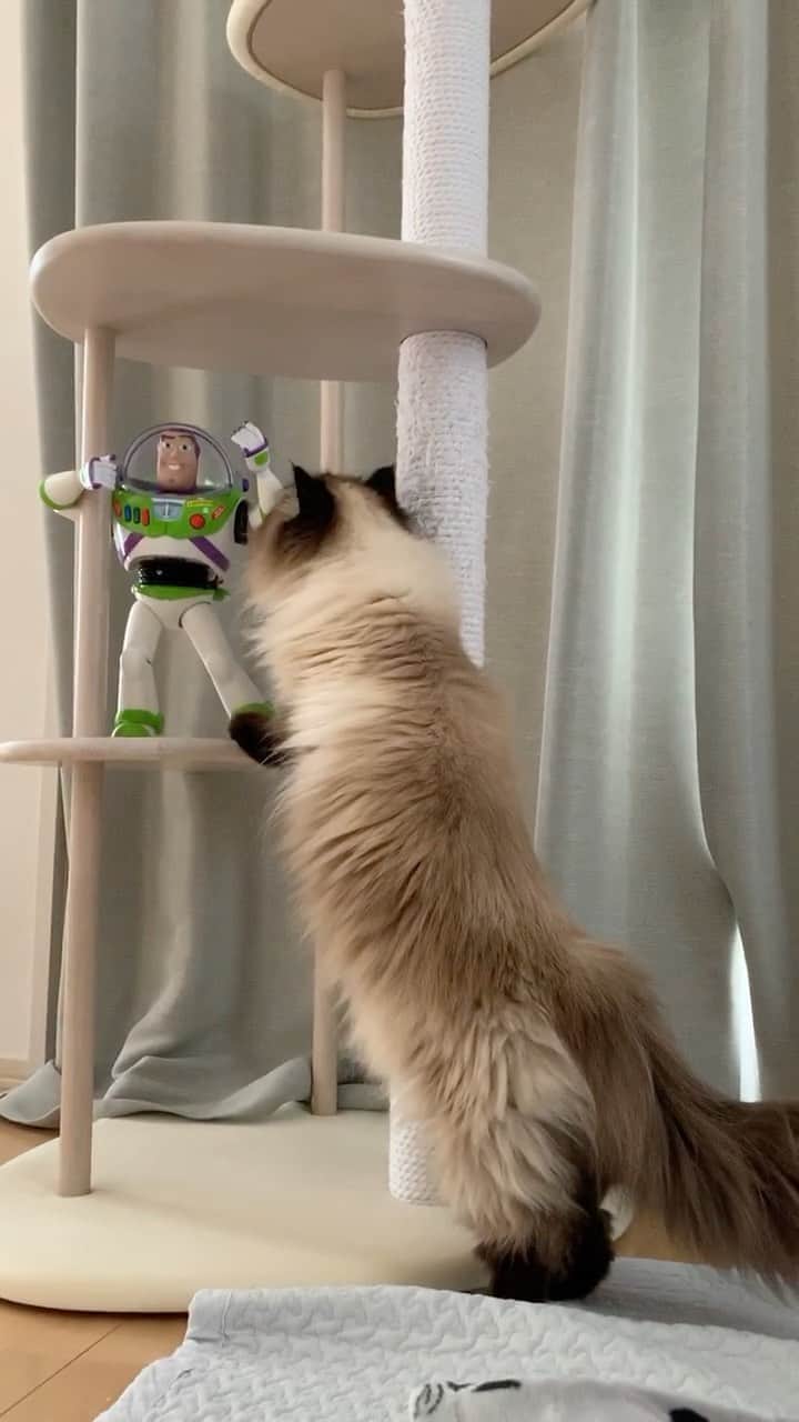 のインスタグラム：「未知なる遭遇🤖  バズがプリュムのお城を占領しちゃった🏰💦😂  . . . . #プリュムのいる生活 #猫のいる暮らし  #ヒマラヤン  #赤ちゃんと猫 #ヒマラニャンズ  #猫  #ペコねこ部 #ディズニー#トイストーリー#バズ#buzz #aliens#toinfinityandbeyond  #Disney#toystory#toystory4#pixar#spaceship  #fluffycatcrew #癒し#🐈 #고양이  #ilovecats  #himalayancat  #catsofinstagram #catloversclub  #bestmeow#weeklyfluff  #bestanimal #cutepetclub」