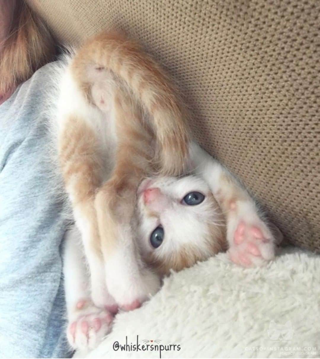 Cats of Instagramさんのインスタグラム写真 - (Cats of InstagramInstagram)「From @whiskersnpurrs: “I’s upthide down ~ Dale 🙃 fosterkitten #adoptdontshop” #catsofinstagram」8月9日 8時30分 - cats_of_instagram