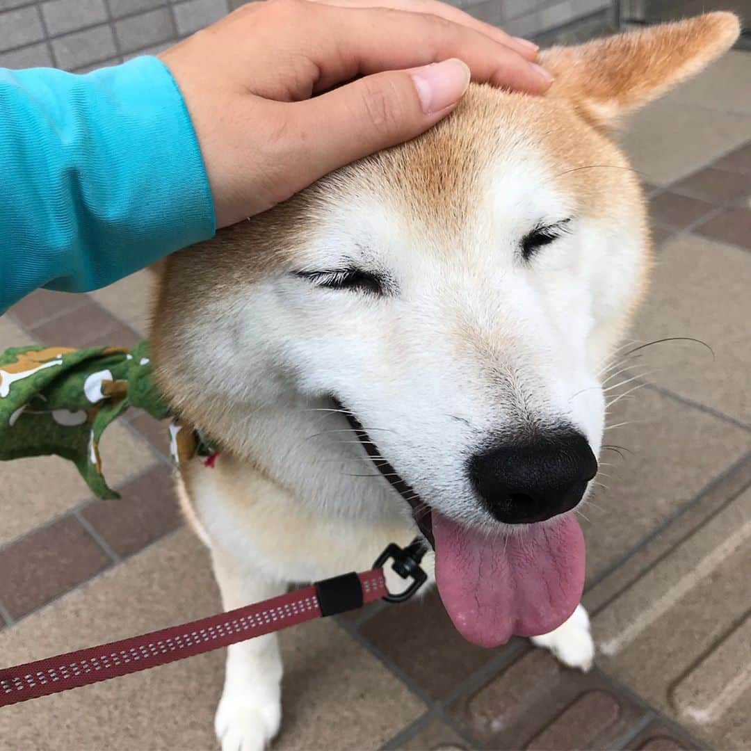 柴犬のモモさんのインスタグラム写真 - (柴犬のモモInstagram)「おはようございます。昨日のシャンプー効果か、モモさんが天使のような可愛さに #いぬ #イヌ #犬 #柴犬 #赤柴 #日本犬 #犬バカ部 #ふわもこ部 #いぬら部 #癒しわんこ #柴犬マニア #犬のいる暮らし #口角キュキュッと部 #shiba #shibainu #shibadog #dogstagram #dogsofinstagram #shibastagram #shibasofinstagram #shibamania #inu #instadog #toyota_dog」8月9日 8時33分 - shi_ba_i_nu_momo