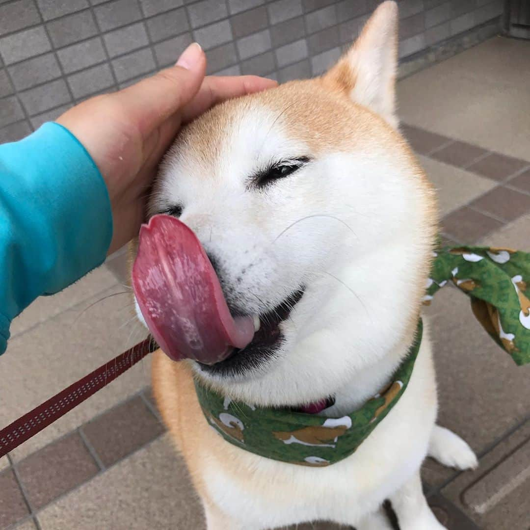 柴犬のモモさんのインスタグラム写真 - (柴犬のモモInstagram)「おはようございます。昨日のシャンプー効果か、モモさんが天使のような可愛さに #いぬ #イヌ #犬 #柴犬 #赤柴 #日本犬 #犬バカ部 #ふわもこ部 #いぬら部 #癒しわんこ #柴犬マニア #犬のいる暮らし #口角キュキュッと部 #shiba #shibainu #shibadog #dogstagram #dogsofinstagram #shibastagram #shibasofinstagram #shibamania #inu #instadog #toyota_dog」8月9日 8時33分 - shi_ba_i_nu_momo