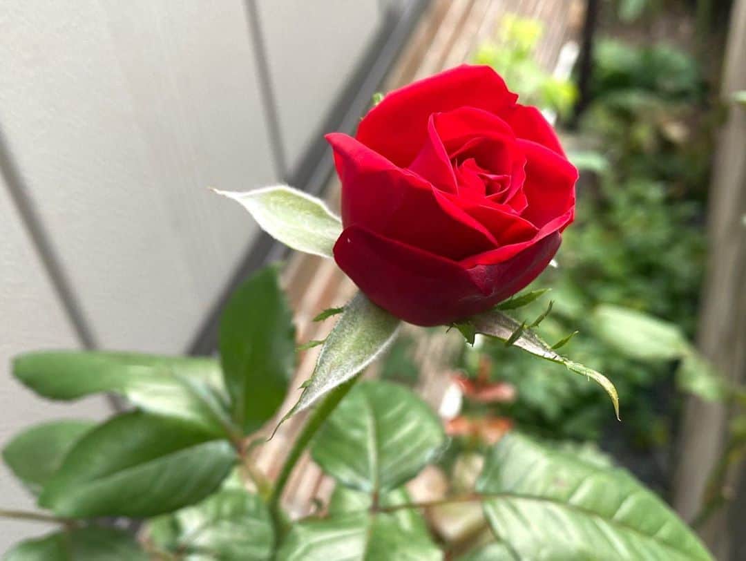 のインスタグラム：「#バラ日記 #roses 102日目　早朝　晴れ  フランソワーズゴジャール ×2 シャルルドゴール ピエールドロンサール ほほえみ 芽衣 バレリーナ チアガール  #roses🌹 #rosestagram #rose  #peace」