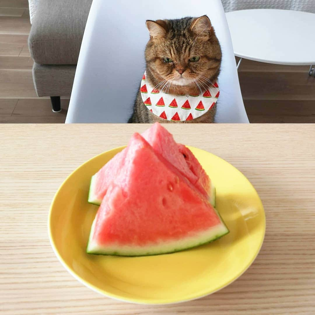 寅次郎（とらちゃん）さんのインスタグラム写真 - (寅次郎（とらちゃん）Instagram)「☆ watermelon🍉🍉🍉 . 今日も暑いにゃ～☀️ 冷えたスイカをどうぞにゃ🍉 . #スイカ #寅コレ #ARABIA #arabiacolors #寅cafe . #cat #instagramjapan #cute #にゃんだふるらいふ #無敵の親バカ同盟#にゃんすたぐらむ#ペコねこ部 #ねこ #猫 #猫のいる暮らし #igersjp #meow #gato #ふわもこ部 #貓 #catsofinstagram #ねこすたぐらむ  #catsofday #可愛い #おうちカフェ #ねことの暮らし」8月9日 8時57分 - torachanthecat