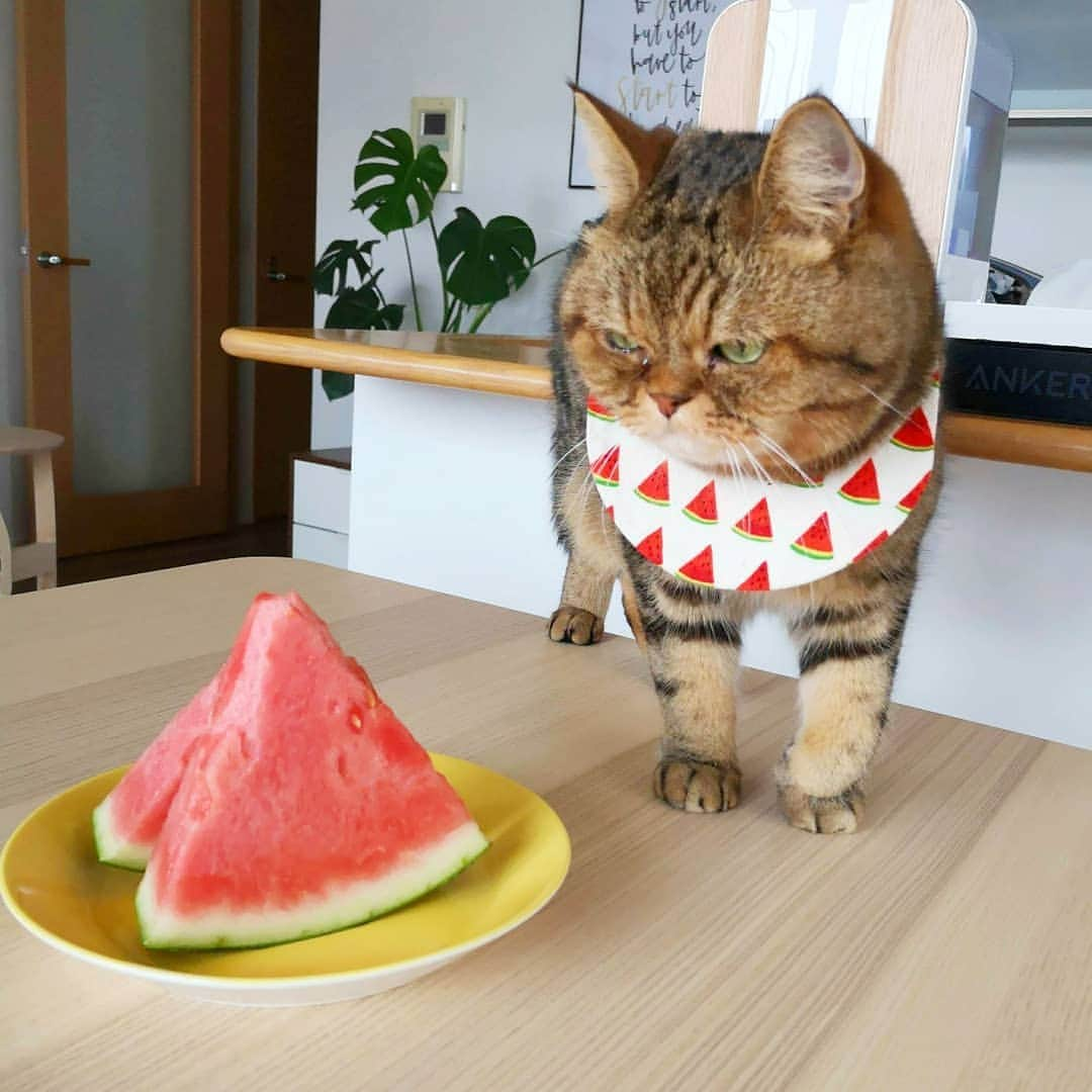 寅次郎（とらちゃん）さんのインスタグラム写真 - (寅次郎（とらちゃん）Instagram)「☆ watermelon🍉🍉🍉 . 今日も暑いにゃ～☀️ 冷えたスイカをどうぞにゃ🍉 . #スイカ #寅コレ #ARABIA #arabiacolors #寅cafe . #cat #instagramjapan #cute #にゃんだふるらいふ #無敵の親バカ同盟#にゃんすたぐらむ#ペコねこ部 #ねこ #猫 #猫のいる暮らし #igersjp #meow #gato #ふわもこ部 #貓 #catsofinstagram #ねこすたぐらむ  #catsofday #可愛い #おうちカフェ #ねことの暮らし」8月9日 8時57分 - torachanthecat