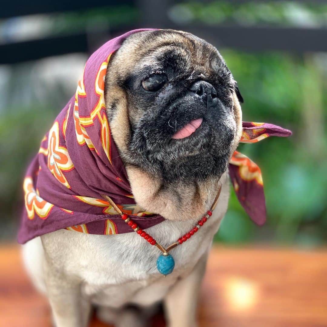 のインスタグラム：「パグの日。ほっかむり。.Pug's day.😊#keelyafternoontea #Gonta2#speakpug #smilingpugs #pugjapan #pug #love #pugsofinstagram #zerozeropug #pugshit #wordofpug」