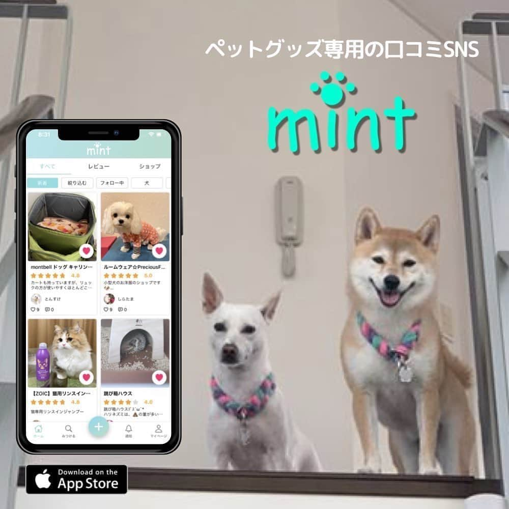 柴犬ハル&保護犬すずさんのインスタグラム写真 - (柴犬ハル&保護犬すずInstagram)「🍚 . 『おかーしゃーんーー！ 懸賞当たるといいねー！』 . 犬の口コミサイト　@mint_dog_goods  が、 コラボキャンペーンで 3枚目にあるフードが、 80名に当たるそうです！！ . ハルすずはたまに、オヤツやホネは食べるのに、エサは食べなかったり😫毎回味を変えたりトッピングを加えたりと工夫してますー🥳 . ぜひキャンペーン覗いてみてね🤓 . #mint犬グッズ  #懸賞当たると嬉しいよね #おかーしゃーんは当たったことないけど笑 . #柴犬#柴#kagoshima#dog#puppy#shibainu#shibastagram#いぬバカ部#family#鹿児島#赤柴#雑種#天文館#日本犬#保護犬を家族に#保護犬#元保護犬#姉妹#dogs#Kagoshima#動物#animal#どうぶつ#懸賞」8月9日 9時20分 - haruharu040777