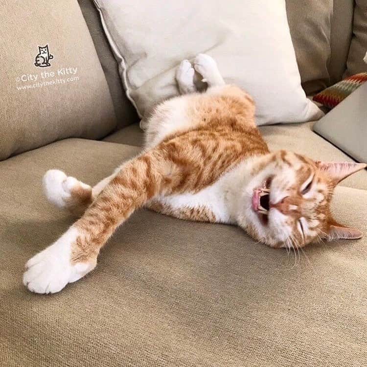 のインスタグラム：「Today we want to commend @americanhumane for trying to be Americans who are humane.  In 2017 and again in 2020, we asked them to reassess their outdated view on declawing cats. After getting no response, we decided to do a respectful social media campaign asking them to pay attention to this important issue. They responded with their best effort, which wasn't very strong. We suspect that it is weak because it was either written by vets or for vets: “American Humane encourages cat owners to defer to veterinarians on what’s best for each patient and client.” American Humane, that certainly was not written to protect cats.    So we asked them, once again, to completely condemn declawing.  They came back with this:  We oppose declawing "when it is performed solely for the convenience of the guardian."    Well, American Humane, what does that mean?  Do you support declawing cats for all the other unjustifiable reasons like protecting human health and to keep cats in their homes?  We have painstakingly proved to you that those reasons are not valid!  Why can't you just say the right thing?     Please politely encourage American Humane to stop hurting the cause with their weak and ambiguous statement that is clearly written in language that protects the vets who want to still declaw.     It’s so easy. Just do the right thing or get out of the game.    If their statement were written to protect cats, it would be strong and say, "We condemn declawing cats or any animals for any reason. Removal of physical pathology in a toe is a therapeutic procedure that we do not call declawing."     American Humane, please remove your position statement all together if you can't be humane.   PS Humane meat doesn't exist so stop BS’ing us there too.  Since we can’t fit American Humane's full declawing position statement here, we posted it as a photo so swipe left and you can read it. #americanhumane #bethechange #americanhumaneassociation」