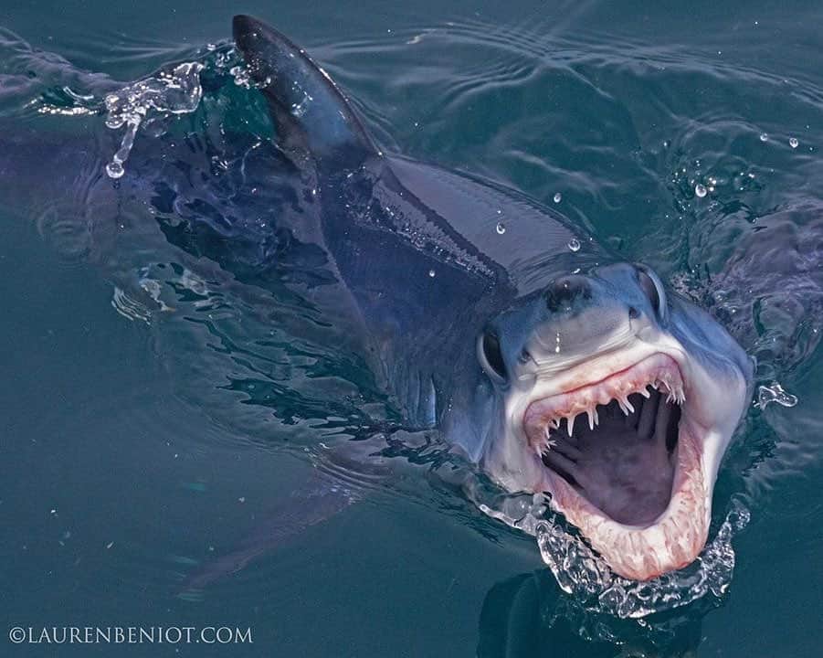 WildLifeのインスタグラム：「Follow @laurenbenoit333 for more amazing photos 😍 📷 @laurenbenoit333」