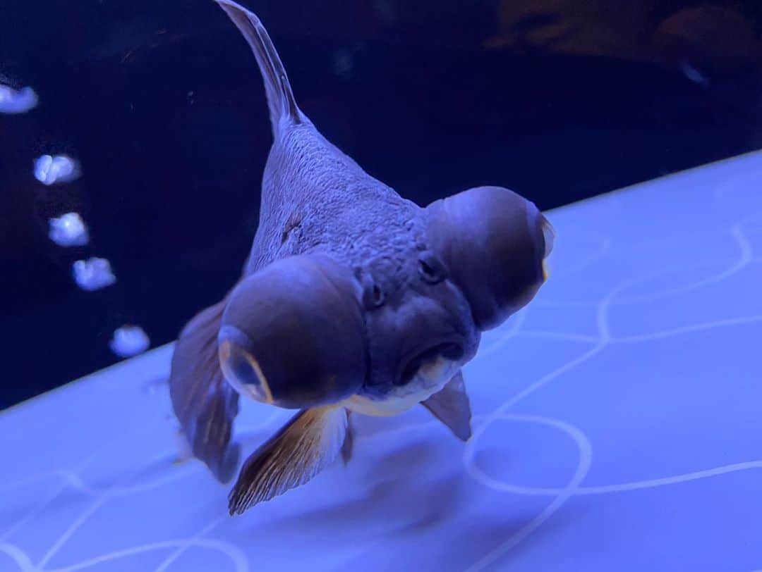 七海さんのインスタグラム写真 - (七海Instagram)「今年も #アートアクアリウム 行けたらいいなあ☺️ 金魚好き！！ ・ ・ 写真は #すみだ水族館 にて🐟 ・ ・ #水族館」8月9日 10時18分 - nanami_bwmg