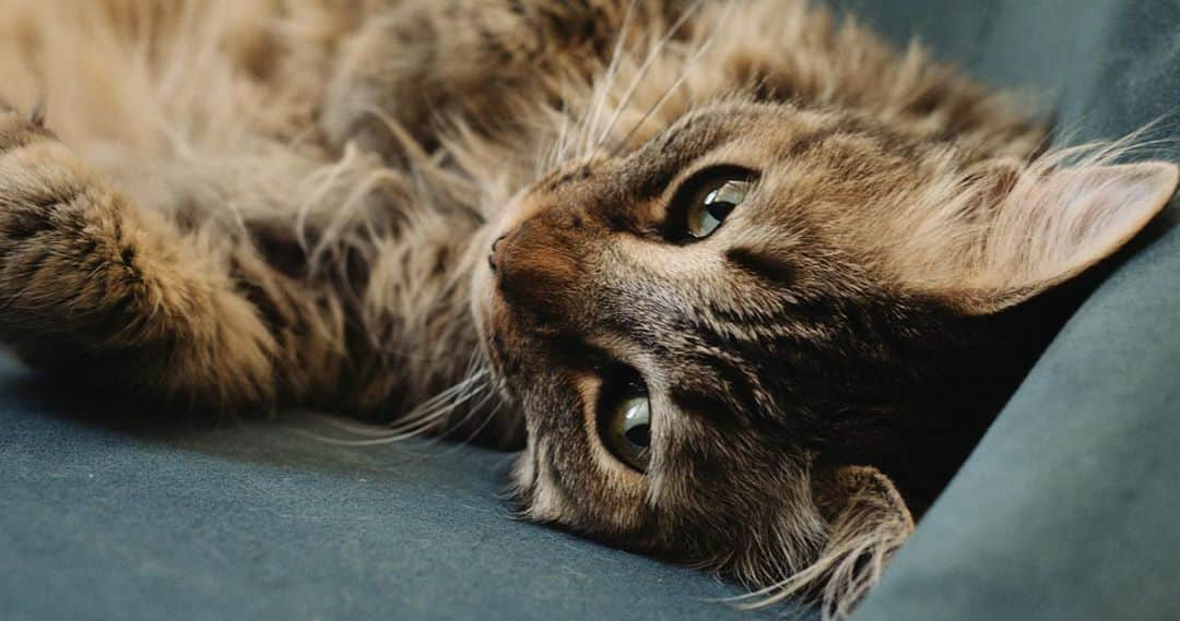 カート・メガさんのインスタグラム写真 - (カート・メガInstagram)「It’s #InternationalCatDay so here’s my cat-son Linus. He’s the best cat in the whole world and I loves hims.」8月9日 10時36分 - curtmega