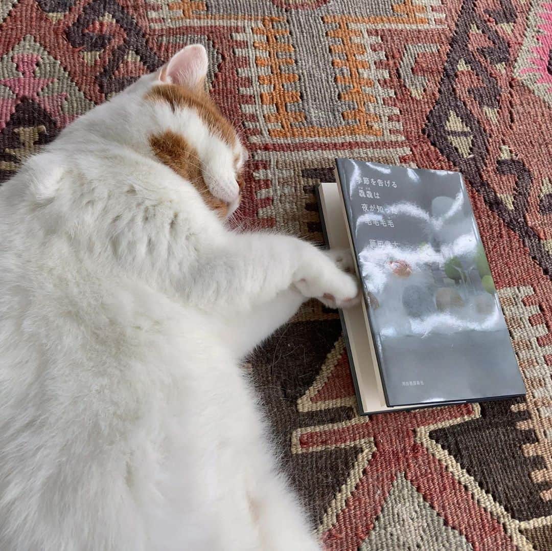 外山輝信さんのインスタグラム写真 - (外山輝信Instagram)「藤田貴大「季節を告げる毳毳（けばけば）は夜が知った毛毛毛毛（もけもけ）」を読んで寝落ちしたD。コアラが降ってくる夢でも見てるのかな（なんのこっちゃと思われるでしょうが、本を読むとわかります。面白いのでぜひ） 本日8月8日は国際動物福祉基金の制定する「世界猫の日」だそうで、午後にも嬉しいニュースをアップします。まぁ、たまたまですが。」8月9日 10時36分 - terunobu_toyama