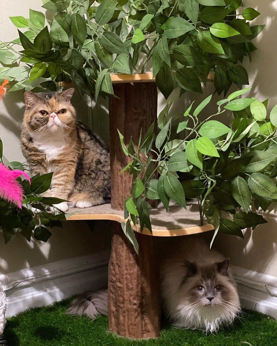 Tinaのインスタグラム：「George and Wheezy sitting in a tree... Happy International Cat Day! 🥰 #InternationalCatDay」
