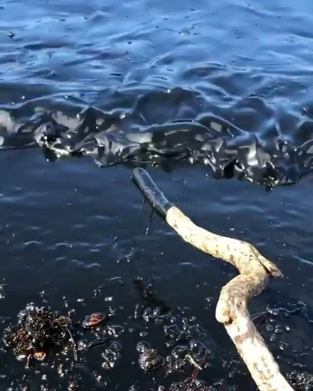 ティモシー・サイクスのインスタグラム