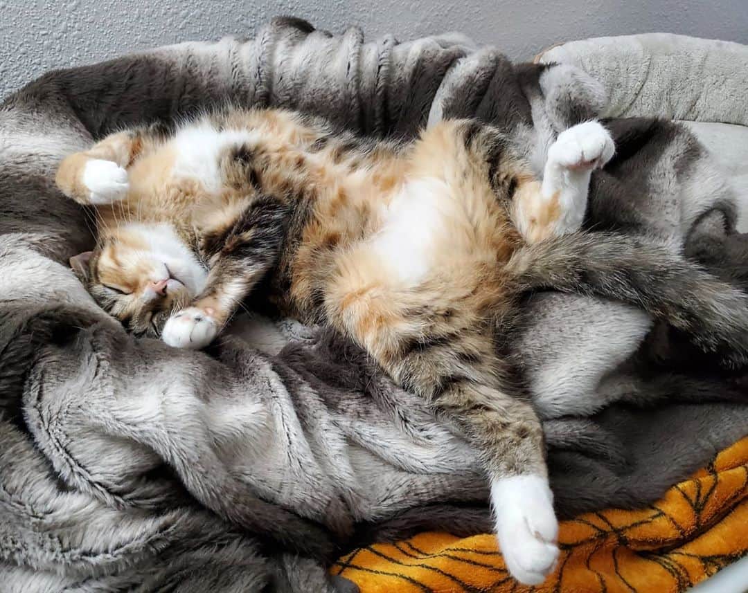 猫コスプレさんのインスタグラム写真 - (猫コスプレInstagram)「Celebrated #InternationalCatDay by napping all day long with the cats.  #ProductivityBeDamned」8月9日 10時39分 - cat_cosplay