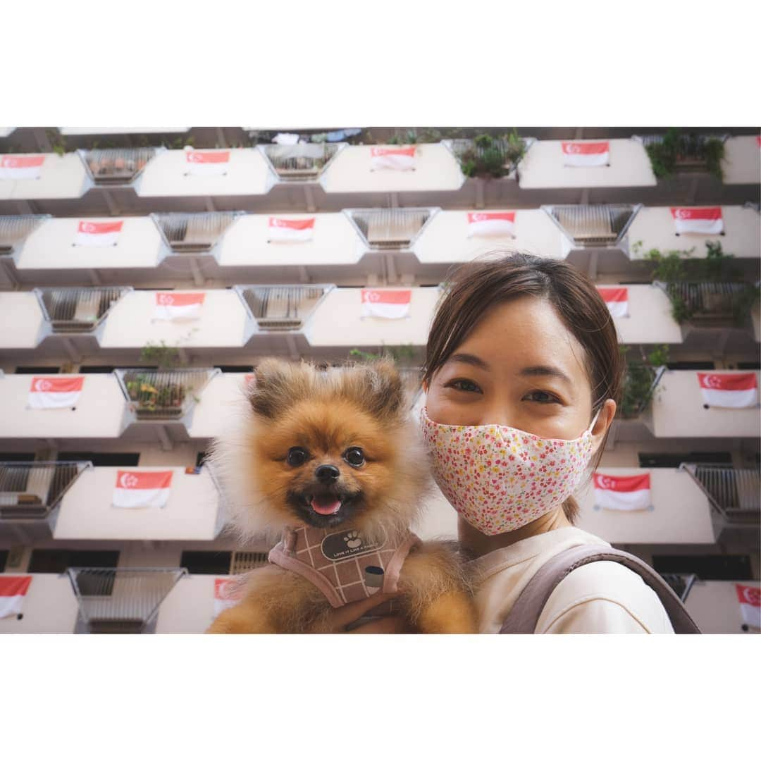 峯岸伽奈さんのインスタグラム写真 - (峯岸伽奈Instagram)「. . . Happy Birthday Singapore!🇸🇬🇸🇬  Celebrate because we have singapore girl.　🐶@popo_the.pom   📸@takechi_08 😷@handstitchedbyni   #singapore #happybirthdaysingapore #ndp2020  #pomeranian  #pomestagram  #ぽめらにあん #ぽめすたぐらむ #おしゃんぽ」8月9日 11時02分 - minegishikana_