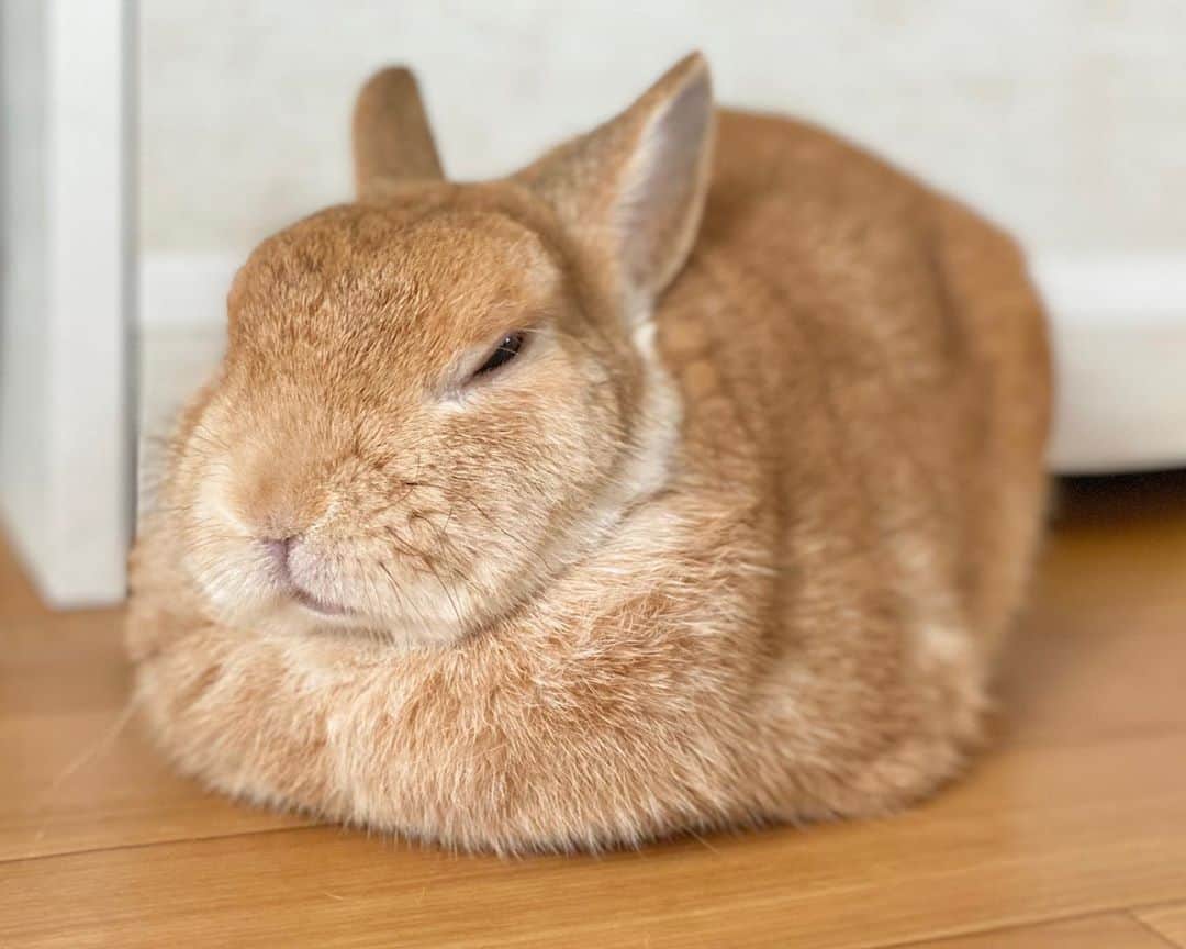 ラン?さんのインスタグラム写真 - (ラン?Instagram)「遅めのおはよ🐰 今日もまったり( ∩´ω`*∩) 4枚目:今はプゥプゥ言いながら寝てます (_*˘꒳˘*)_ｽﾔｧ…zzZ ☆  #うさぎ #ネザーランドドワーフ #rabbit #bunny #bunnystagram  #rabbitstagram  #cute  #かわいい #ふわもこ部  #もふもふ  #zip写真部  #アニマル写真部 #instagramjapan #netherlanddwarf #うさぎと暮らす  #うさぎのいる暮らし #癒し #kawaii #ランちゃん  2020.08.09」8月9日 11時11分 - mofumofuusako