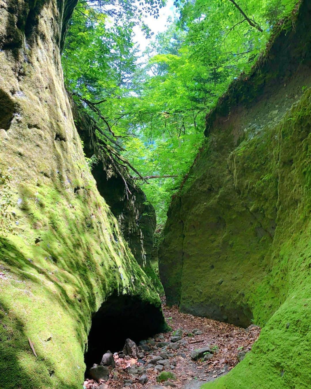 依吹怜さんのインスタグラム写真 - (依吹怜Instagram)「苔の回廊。 場所によって緑の色が違うんです。種類も80種類以上。 苔の奥深さを知り、愛おしさが止まらず、ずっと苔に張り付いてルーペの中の小さな森の世界をのぞいていました。（傍から見るとすごい図。笑） 枯渇状態からの苔の立ち上がり！凄かったですね〜😳花が咲きはじめたようでした。 #世界ふしぎ発見 #怜カメラ」8月9日 11時16分 - ibukirey