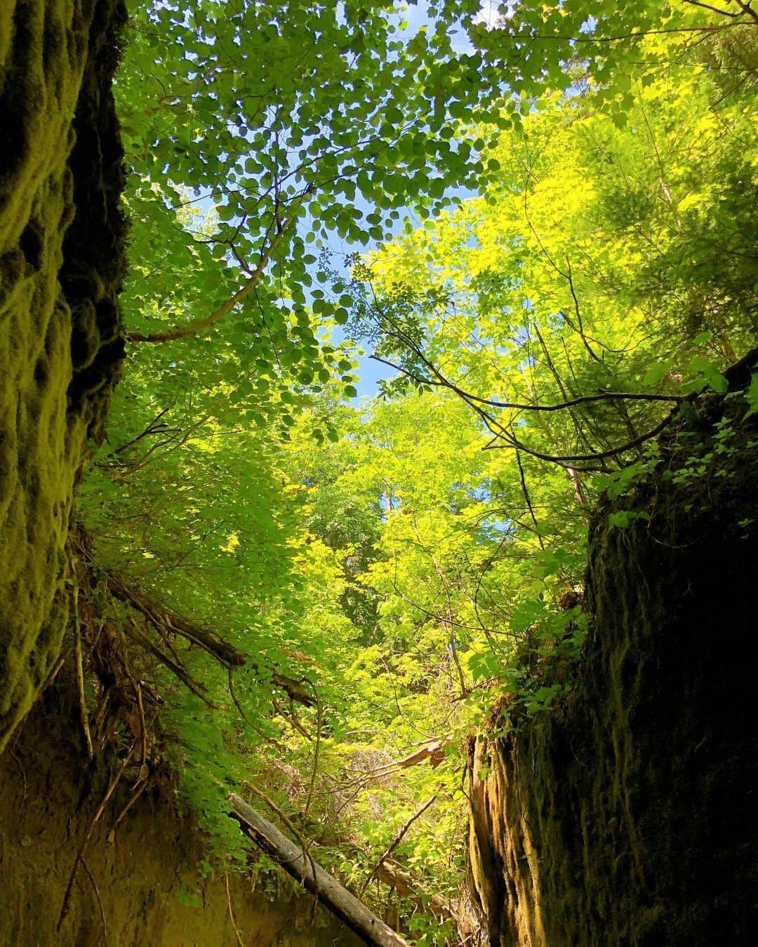 依吹怜さんのインスタグラム写真 - (依吹怜Instagram)「苔の回廊。 場所によって緑の色が違うんです。種類も80種類以上。 苔の奥深さを知り、愛おしさが止まらず、ずっと苔に張り付いてルーペの中の小さな森の世界をのぞいていました。（傍から見るとすごい図。笑） 枯渇状態からの苔の立ち上がり！凄かったですね〜😳花が咲きはじめたようでした。 #世界ふしぎ発見 #怜カメラ」8月9日 11時16分 - ibukirey