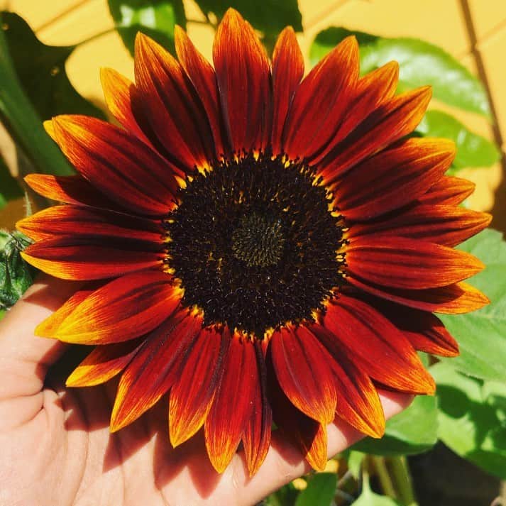 スキン・ダイアモンドのインスタグラム：「I grew dis. Isn’t she beautiful?  #chocolatesunflower #mychild #proudplantmomma #gardentherapy」