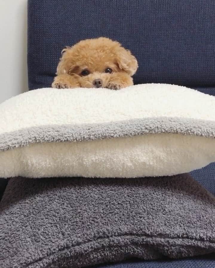 ふわのインスタグラム：「#toypoodle#toypoodlegram#dogsofinstagram#doglife#doglover#instadog#dog#fuwamama#ふわ#ふわもこのふわ#といぷーどる#トイプードル#ふわもこ部#犬バカ部#親バカ部#犬のいる暮らし#いぬすたぐらむ#クッション#2個乗り」