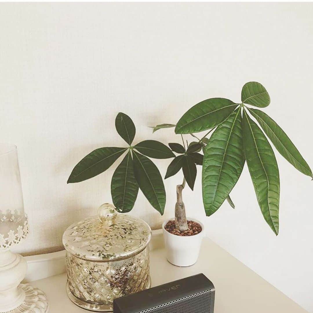 千秋さんのインスタグラム写真 - (千秋Instagram)「うちのパキラちゃんの成長が著しい🌿 2枚目は2019年1月。カリモク家具で買ったの。どんどん大きくなあれ。  #パキラ #パキラちゃん #観葉植物 #グリーンのある暮らし #千秋インテリア」8月9日 12時08分 - chiaki77777