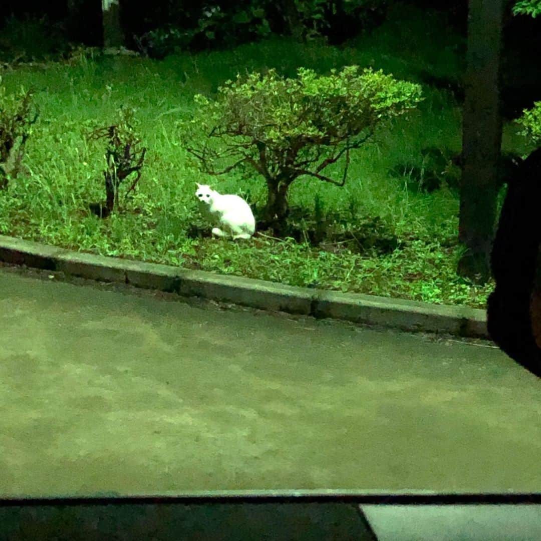 enakimuraのインスタグラム：「仕事終わりに職場の駐車場で白猫ちゃんに遭遇😊可愛いかったのでつい写メ撮っちゃいました😆」