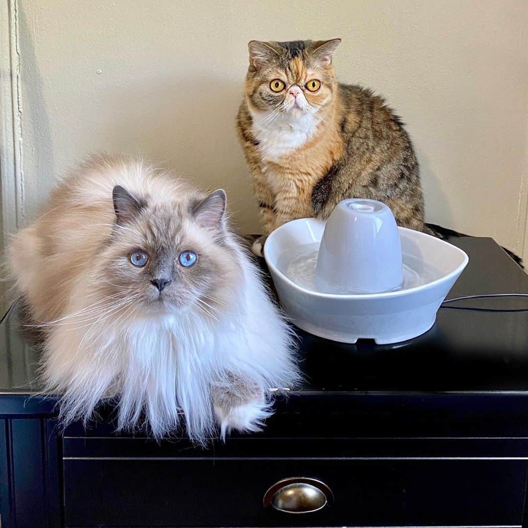 Tinaのインスタグラム：「#Ad George and Wheezy are moving on up with their brand new PetSafe® Creekside Ceramic Fountain!  @petsafe fountain will help cats stay healthy and hydrated and Wheezy sure loves running water!  It’s a win win for everyone! 💦♥️ #Petsafe」