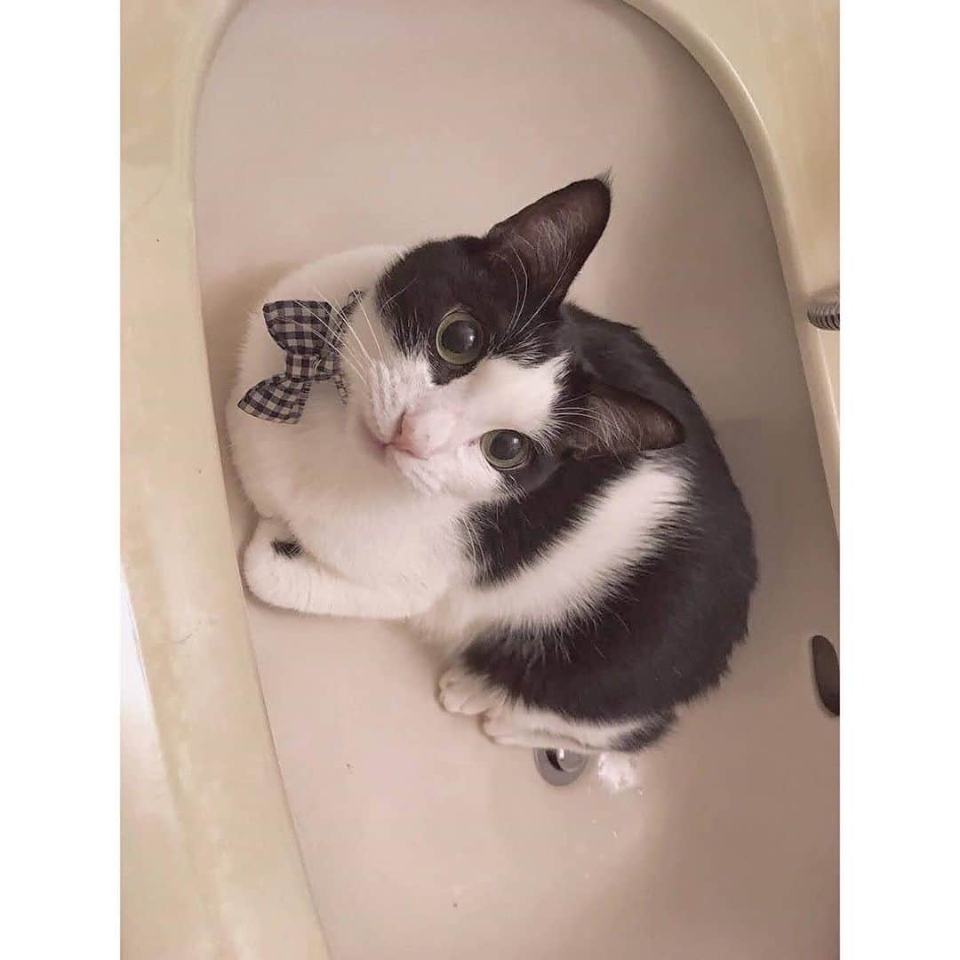 加藤咲希のインスタグラム：「水嫌いなはずなのに洗面台で寝てた🐈 なんでやねん 嫌いなんとちゃうんか . . . . . . . . #加藤咲希  #かとぅ  #かとっこ🐱🌸 #かとかめら︎︎︎︎︎☺︎ #猫  #猫のいる暮らし  #ねこ  #ネコ  #ネコスタグラム  #ねこすたぐらむ」