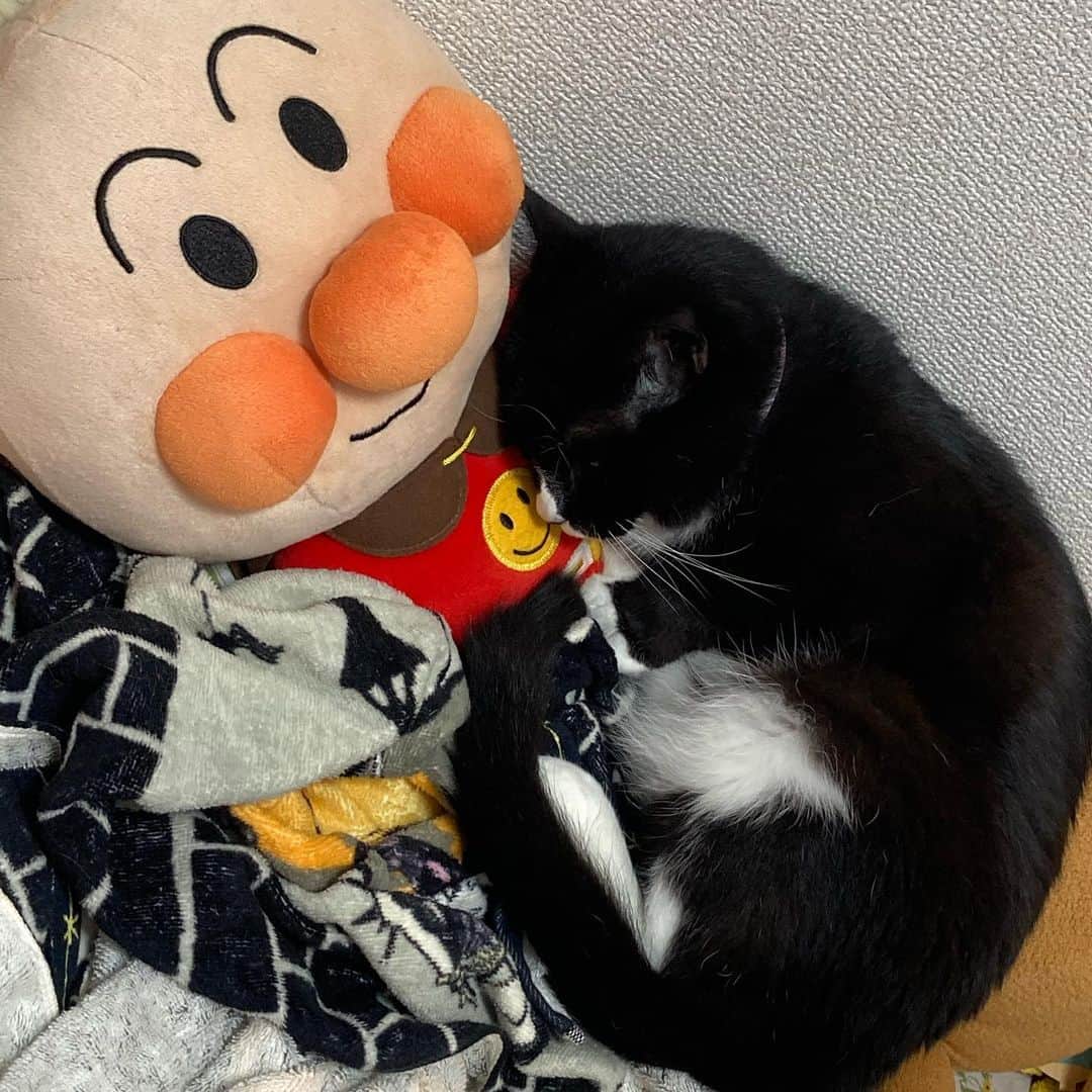岩政久美子のインスタグラム：「ごまちょも私と同じでアンパンマンが好きなんじゃろうか？🐱 彼女はアンパンマン枕にして寝てますが、私はやることがあり過ぎて眠いけど寝れん😼爆 ちくしょー1日がくそ早いぜ😼 #夢のアンパンマン枕 #アンパンマンを抱きしめて #私も大きいアンパンマンとハグしたい　#ごまちょびん」