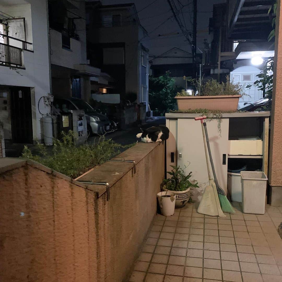 Kachimo Yoshimatsuさんのインスタグラム写真 - (Kachimo YoshimatsuInstagram)「待ってた！  遅い! ってシャーしたら、 あくびになっちゃった。  ちゅーるじゃないしーバとろ〜り もらった。  目が真っ黒で可愛いんだけど、 顔の模様の黒に隠れて 乙女顔がハッキリ分からない。  これはナナクロに比べたら損だな。  #うちの猫ら #イカスミ #ikasumi #猫 #ねこ #cat #ネコ #catstagram #ネコ部 http://kachimo.exblog.jp」8月9日 23時05分 - kachimo