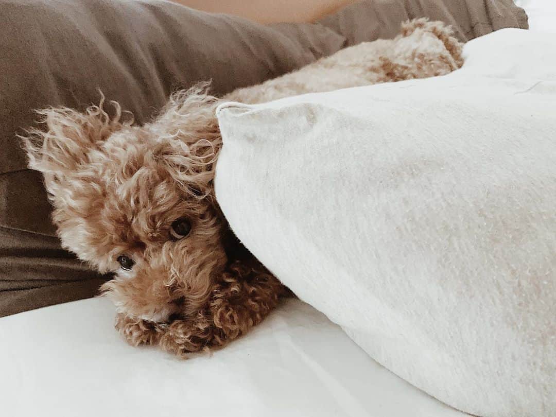 日下裕江さんのインスタグラム写真 - (日下裕江Instagram)「ℕ𝔼𝕎 𝕊𝕋𝕐𝕃𝔼  ロルさん 新しい寝技を習得した✩.*˚  朝目覚めたら、 頭の上に何かいるなと思ったら…  枕と枕の間に挟まって寝てた…  ロル、新しいね。w  私の寝相で踏み付けられるから そこに避難する技をあみだしたもよう。笑  確かにそこなら安全だ！  #newstyle #toypoodle #dogstagram #betweenpillows  #新しい寝方 #枕と枕の間で寝る #トイプードル #トイプードル女の子 #トイプードルレッド #いぬすたぐらむ #ドッグスタグラム #ロルスタグラム」8月9日 14時19分 - hiroe___h