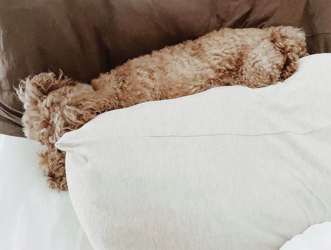 日下裕江さんのインスタグラム写真 - (日下裕江Instagram)「ℕ𝔼𝕎 𝕊𝕋𝕐𝕃𝔼  ロルさん 新しい寝技を習得した✩.*˚  朝目覚めたら、 頭の上に何かいるなと思ったら…  枕と枕の間に挟まって寝てた…  ロル、新しいね。w  私の寝相で踏み付けられるから そこに避難する技をあみだしたもよう。笑  確かにそこなら安全だ！  #newstyle #toypoodle #dogstagram #betweenpillows  #新しい寝方 #枕と枕の間で寝る #トイプードル #トイプードル女の子 #トイプードルレッド #いぬすたぐらむ #ドッグスタグラム #ロルスタグラム」8月9日 14時19分 - hiroe___h