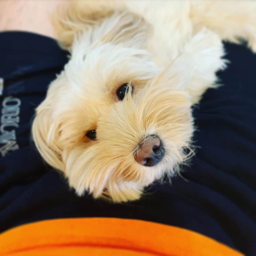 北山陽一のインスタグラム：「「おならしないでね」#きたやまおもち」